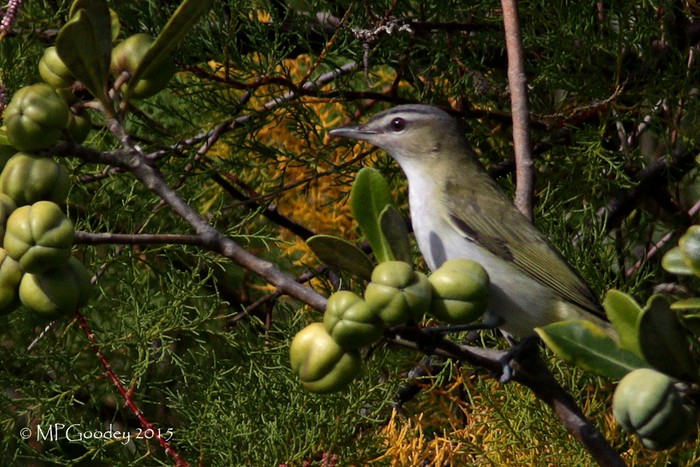 Red-eyed Vireo