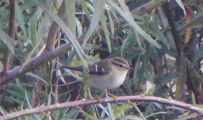 Yellow-browed Warbler