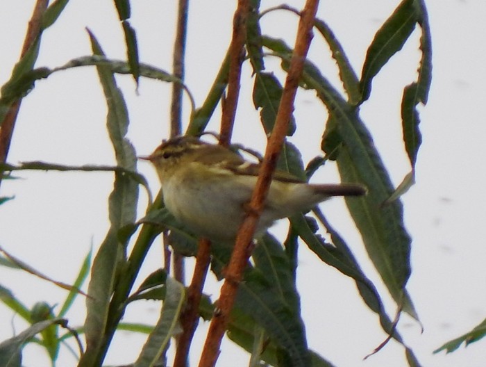 Yellow-browed Warbler