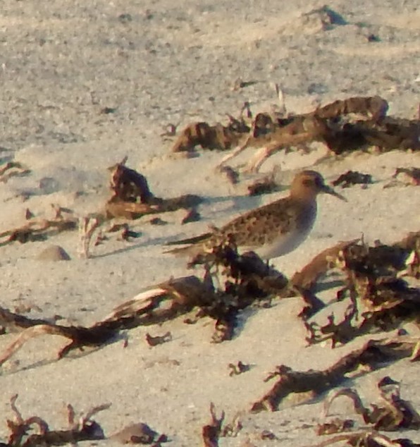 Baird's Sandpiper