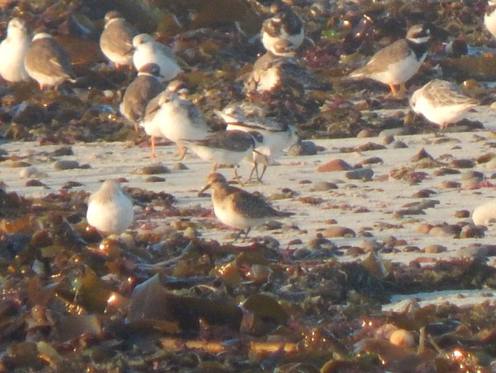 Baird's Sandpiper