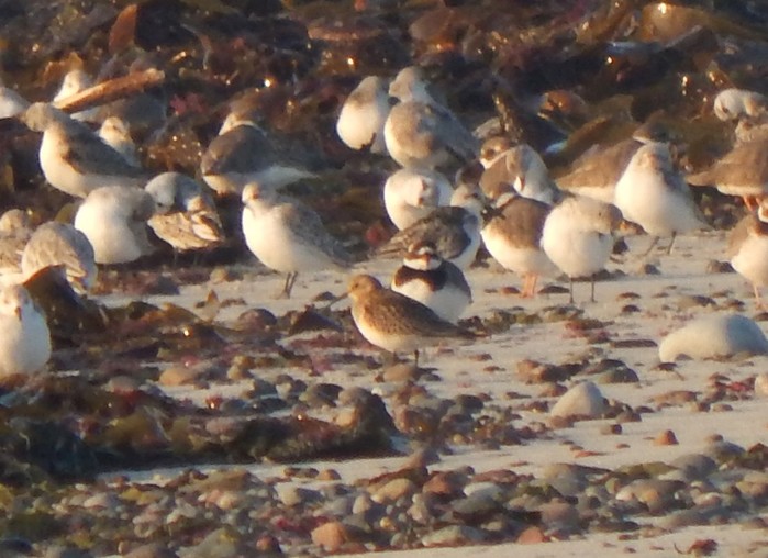 Baird's Sandpiper