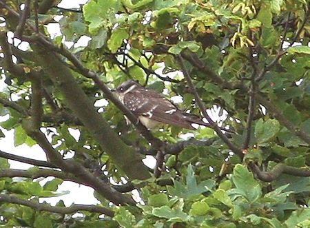 Great Spotted Cuckoo
