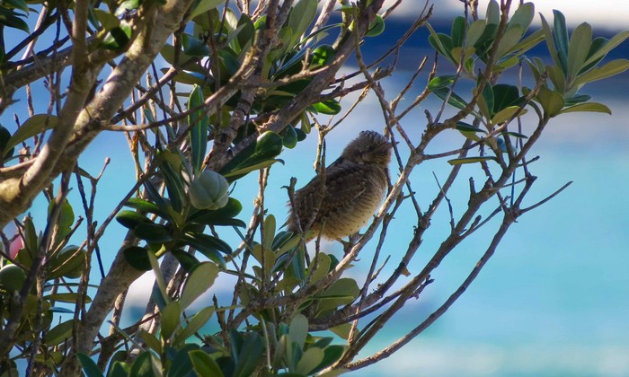 Wryneck