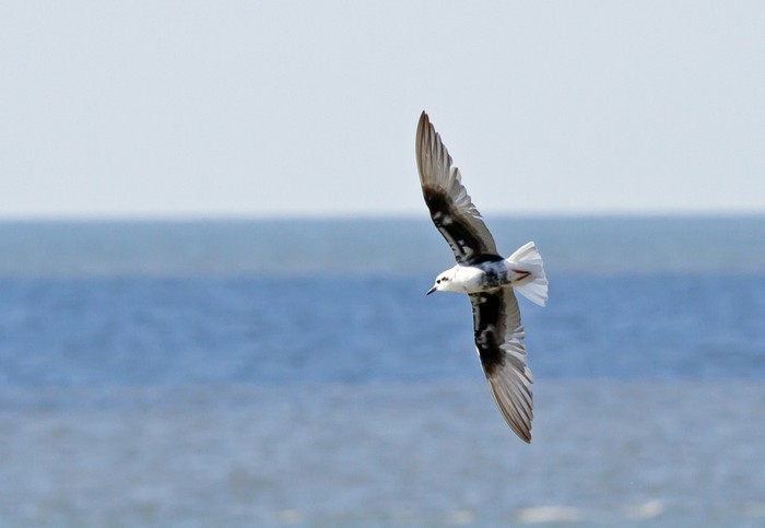 White-winged Black Tern