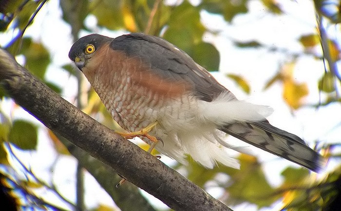 Sparrowhawk