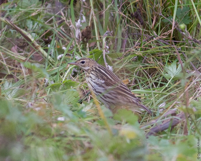 Pechora Pipit