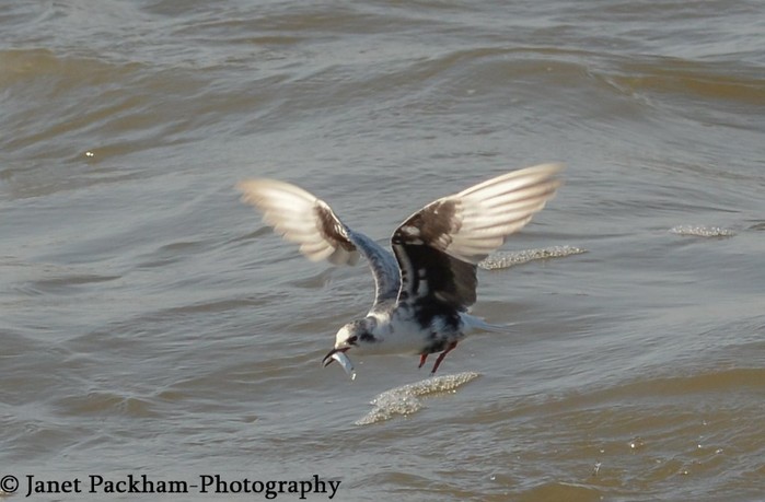 White-winged Black Tern