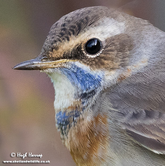 Bluethroat