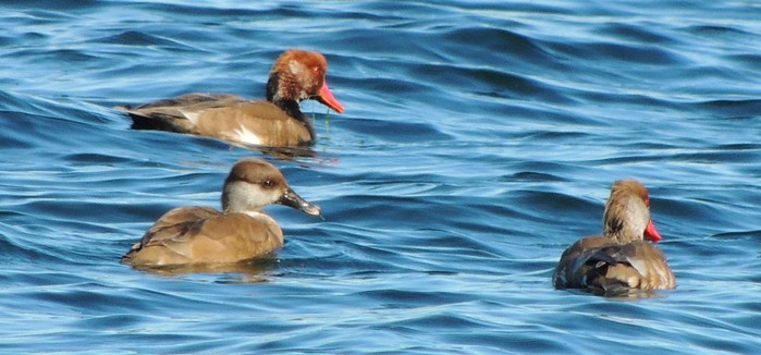 Red-crested Pochard