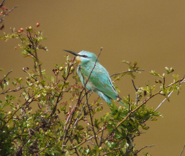 Blue-cheeked Bee-eater