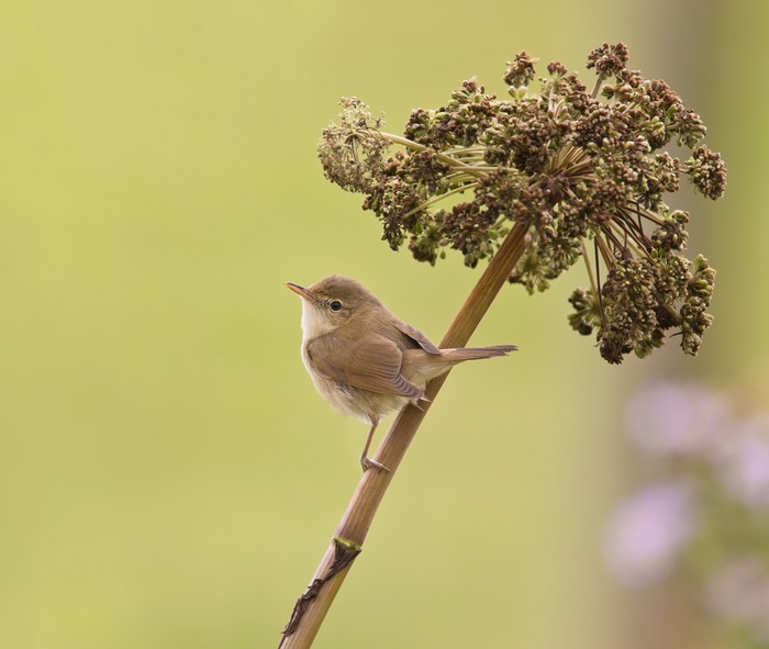 Blyth's Reed Warbler