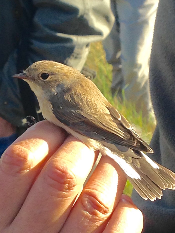 Red-breasted Flycatcher