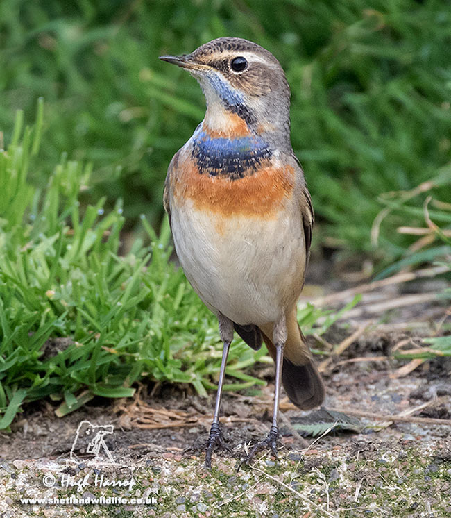 Bluethroat