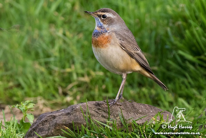 Bluethroat