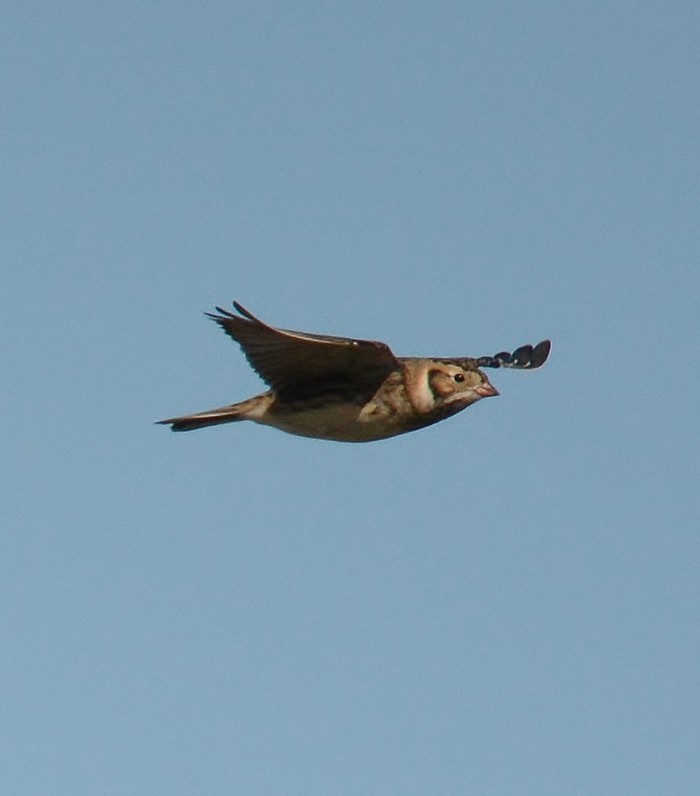 Lapland Bunting