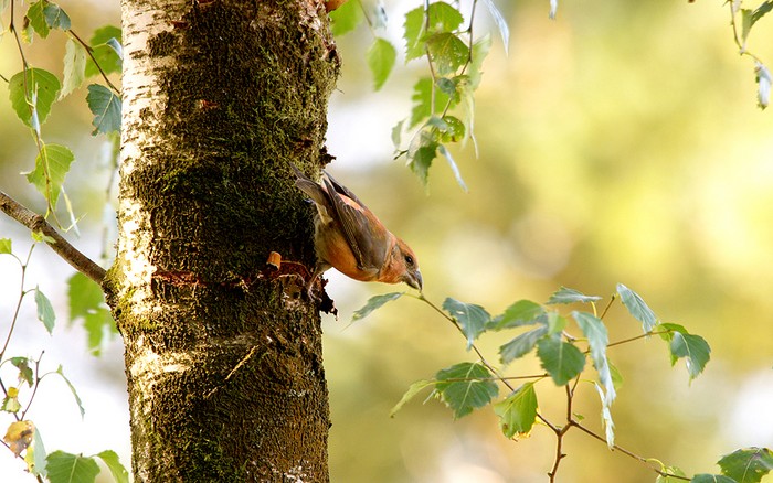 Crossbill