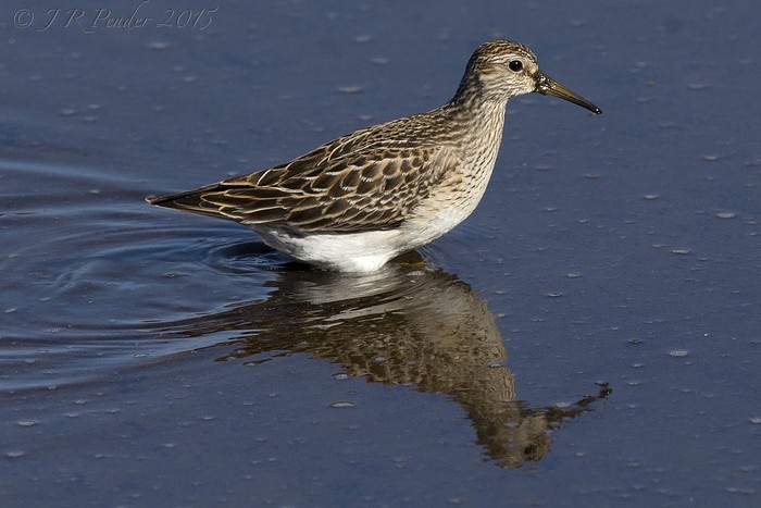 Pectoral Sandpiper