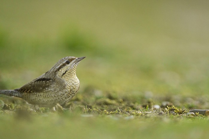 Wryneck
