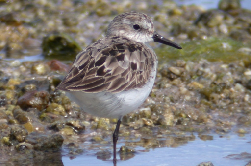 Semipalmated Sandpiper