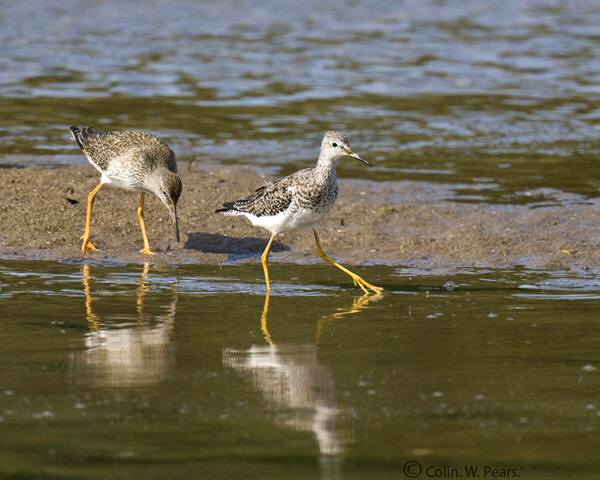 Lesser Yellowlegs