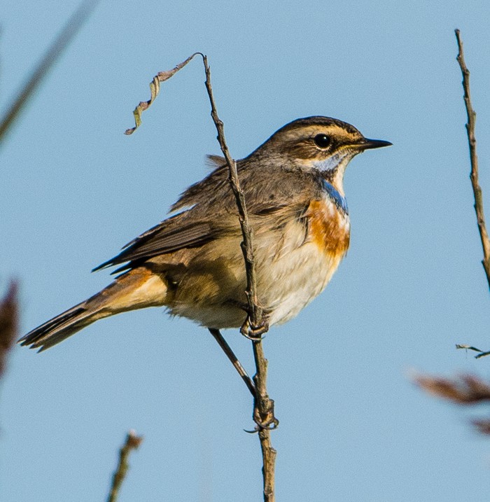 Bluethroat
