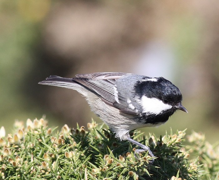 Continental Coal Tit