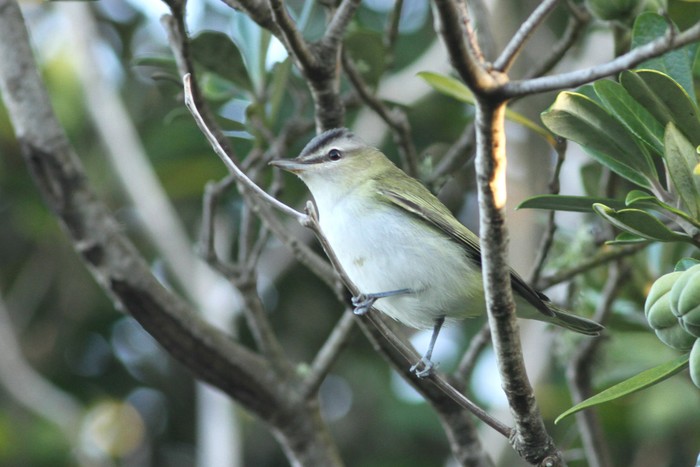 Red-eyed Vireo