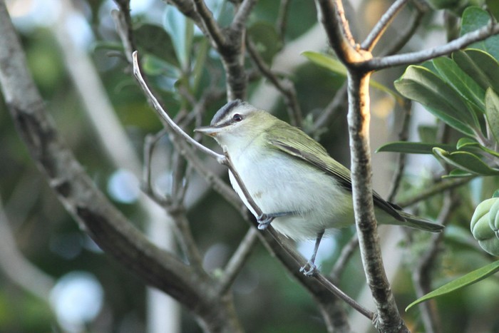 Red-eyed Vireo
