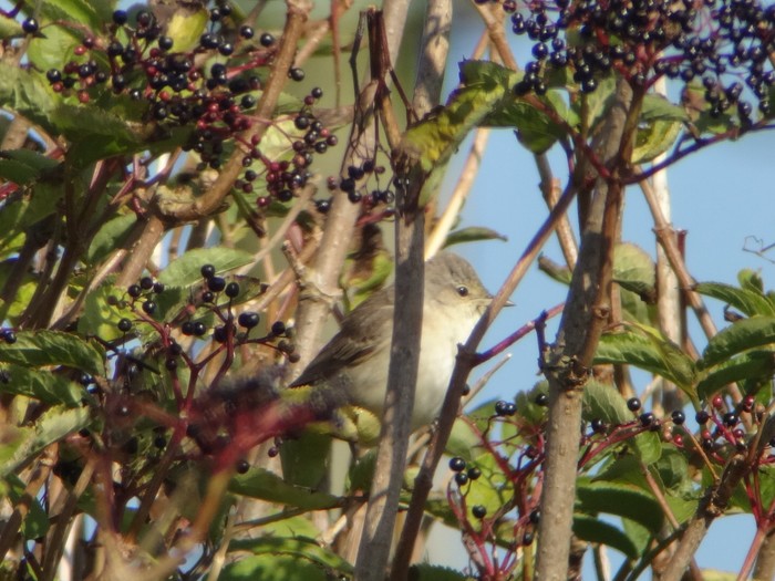 Barred Warbler