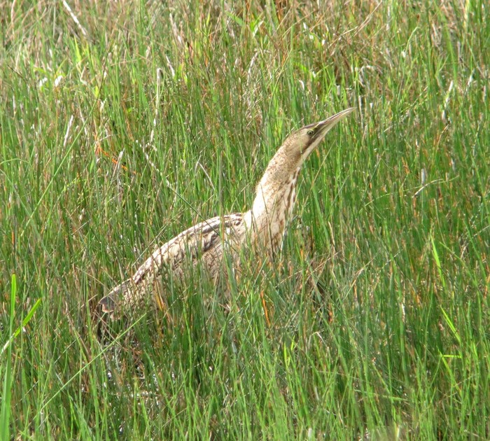 Bittern