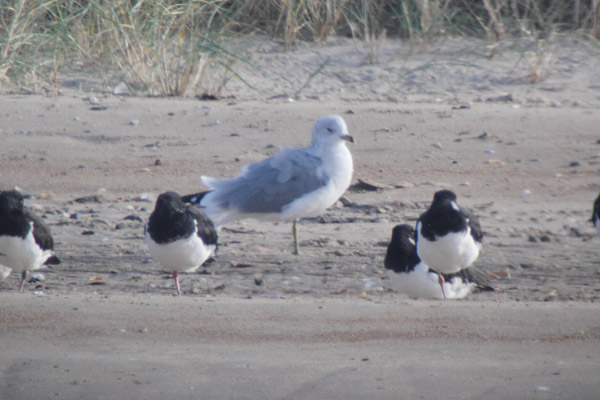 Ring-billed Gull