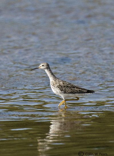 Lesser Yellowlegs