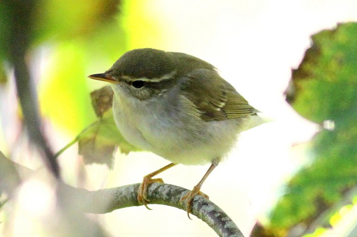 Arctic Warbler