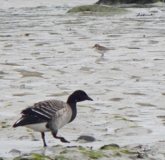 Baird's Sandpiper