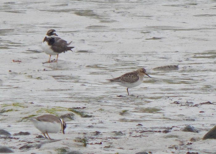 Baird's Sandpiper