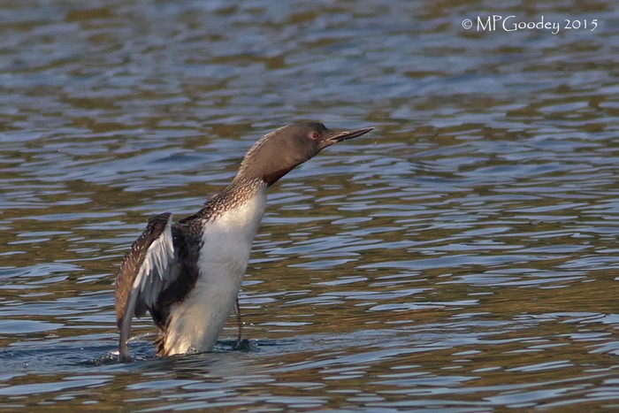 Red-throated Diver