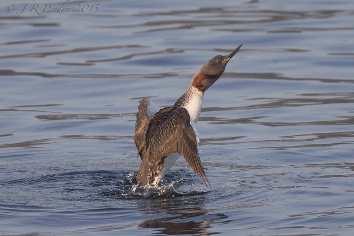 Red-throated Diver