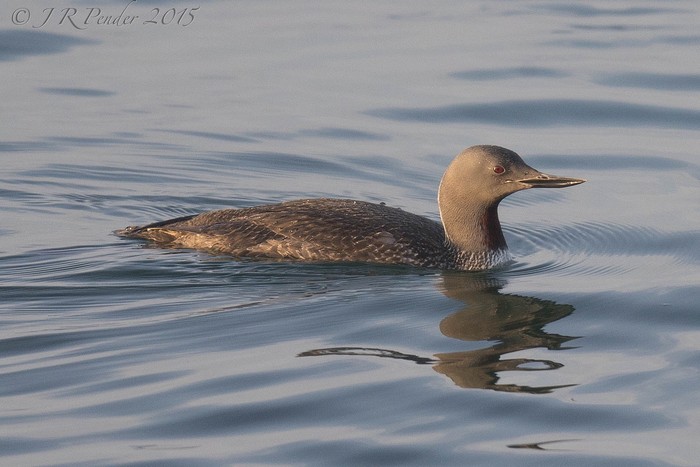 Red-throated Diver