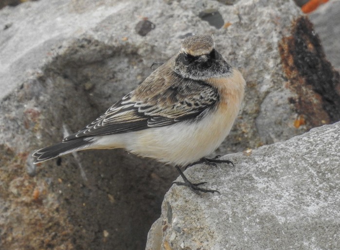 Pied Wheatear