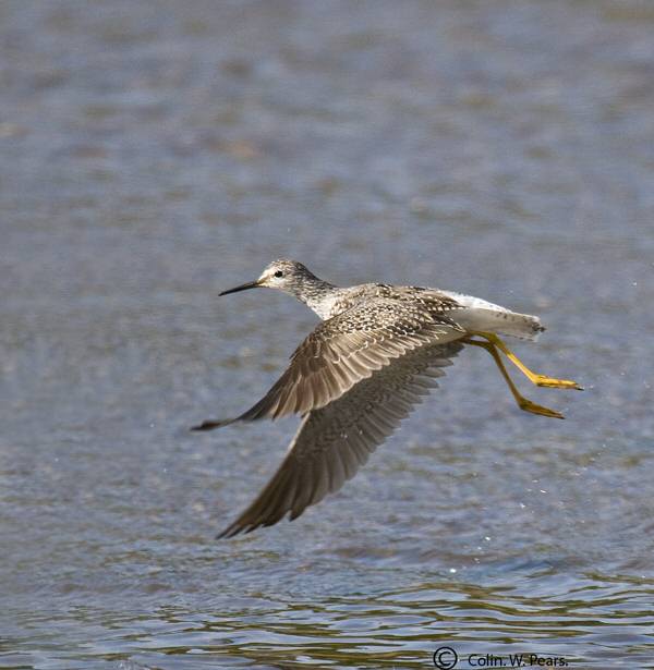 Lesser Yellowlegs