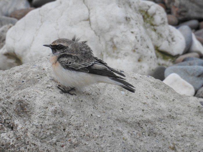 Pied Wheatear