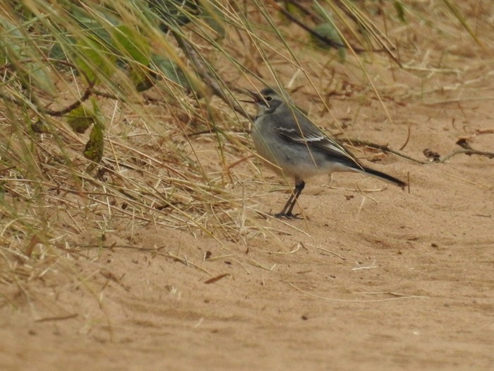 Citrine Wagtail