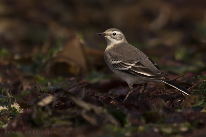 Citrine Wagtail