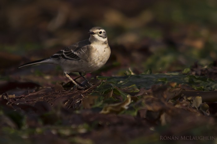 Citrine Wagtail