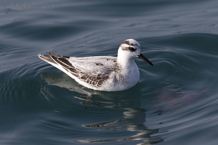 Grey Phalarope