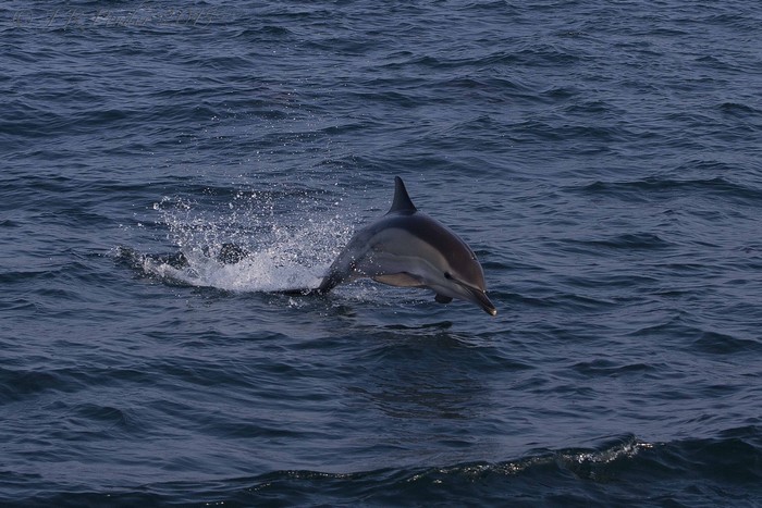 Common Dolphin