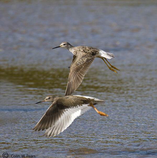 Lesser Yellowlegs