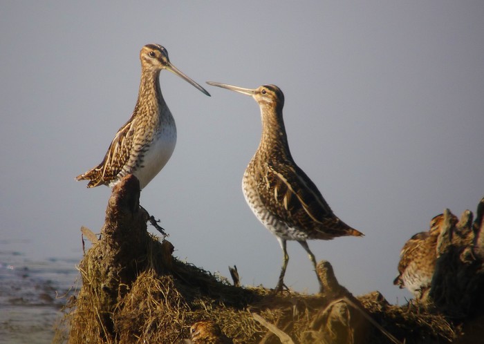 Snipe