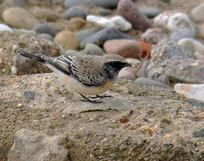 Pied Wheatear